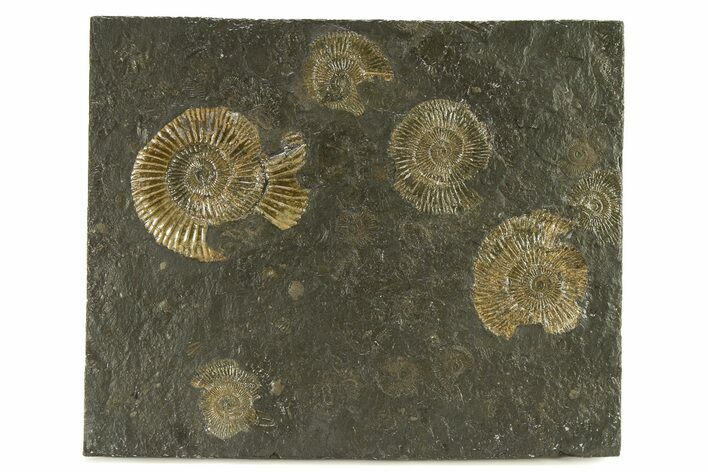 Dactylioceras Ammonite Cluster - Posidonia Shale, Germany #301405